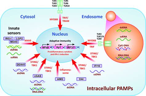 Activation of the Innate Immune Response via Toll-Like Receptors (TLRs)... | Download Scientific ...