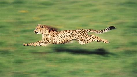 Why medium-sized animals – the fastest | Earth Chronicles News