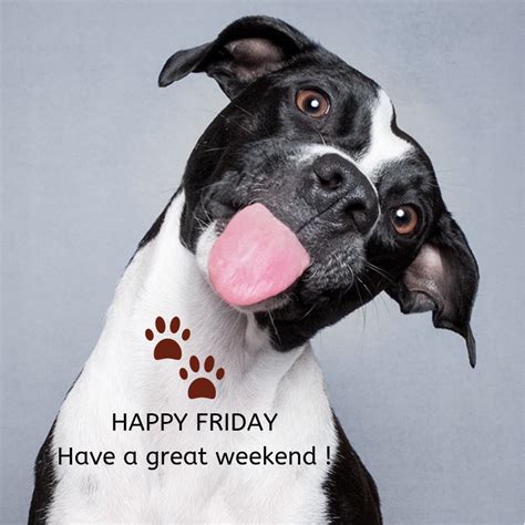 Happy friday dog - taiaeg