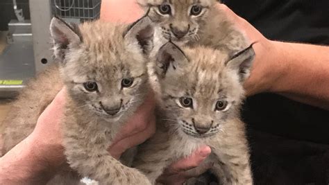 Adorable lynx cubs at Six Flags Great Adventure: see video, photos
