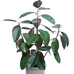 Rubber Plant | Top Indoor Plants | Best Air Filters for Home