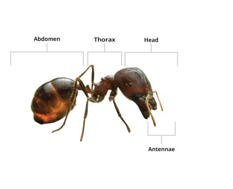 Holder Pest Control, Your Local Ant Experts.