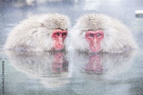 Snow Monkey at the edge of the hot spring pool (Onsen) at Jigokudani ...