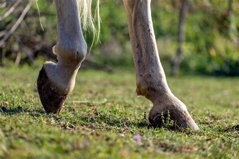 Fetlock Lameness in Horses: Signs, Diagnosis & Treatment | Mad Barn