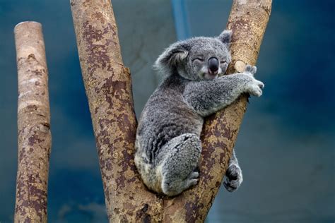 Koala bear HD wallpaper | Wallpaper Flare