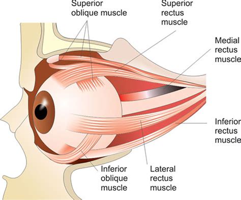 Superior Oblique Muscle With Human Eye Muscular Anatomy Outline Diagram | ubicaciondepersonas ...