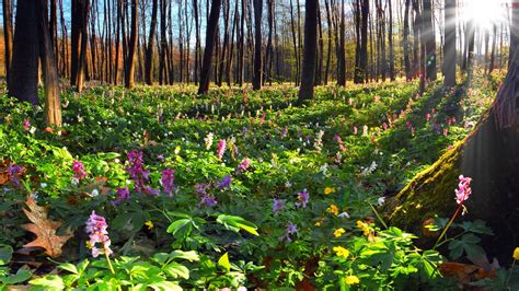 Wallpaper : forest, flowers, nature, backyard, leaf, flower, yard, flora, wildflower, woodland ...