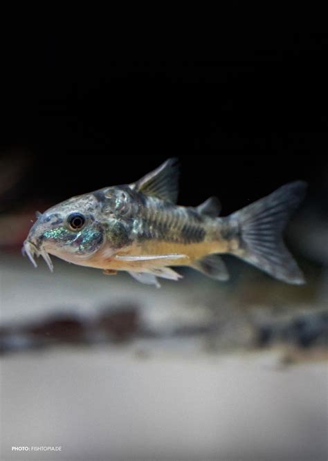 blue-leopard-corydoras.jpg?v=1628783249