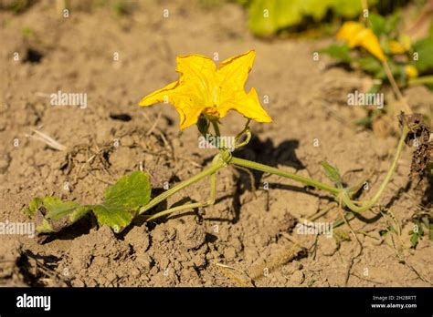 The flowers of Cucurbita pepo Stock Photo - Alamy