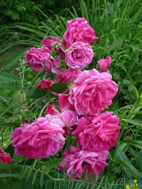 19 Different Types of Wild Roses (With Pictures) | House Grail