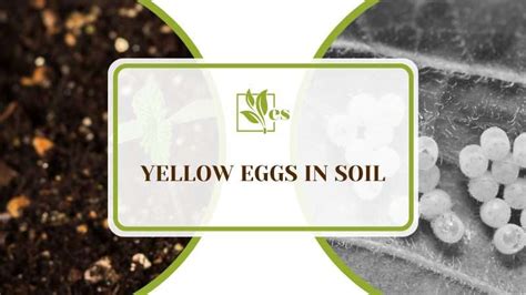 Yellow Eggs In Soil? Here’s What They Mean and What To Do - Evergreen Seeds