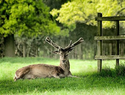 RT photographics: Wollaton Hall & Deer Park