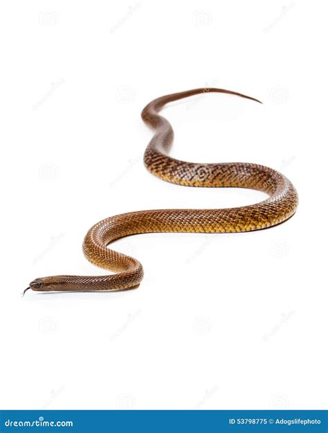 Dangerous Venomous Inland Taipan Snake Stock Image - Image of ...