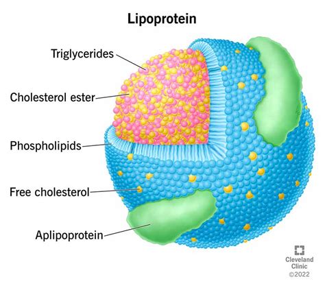 Cholesterol: tijd om de focus te verleggen