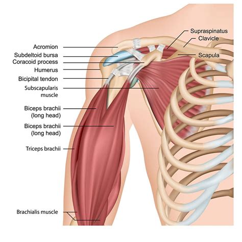 Shoulder & Scapular how it all works