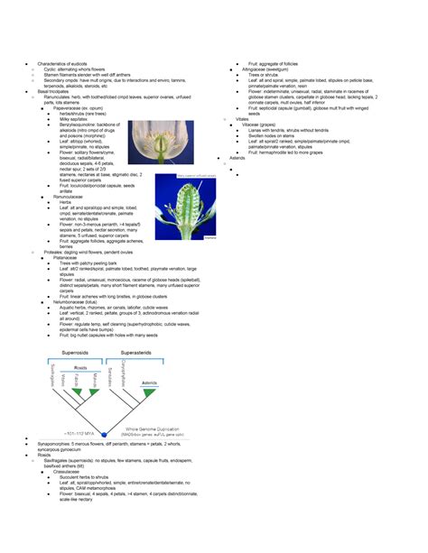 Synopsis 4 eudicots - Characteristics of eudicots Cyclic: alternating ...