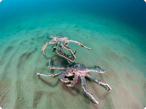 Alaskan Red King Crab Legs (Colossal and Super Colossal) by the pound – Big Alaska Seafood