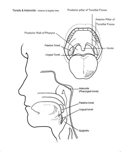 Anatomy Of The Tonsils