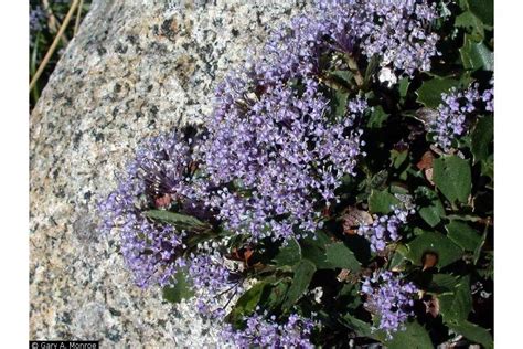 [75+] Creeping Ceanothus Ground Cover Télécharger | Unique PhotoPNG