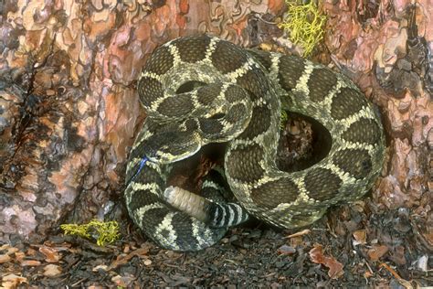 Venomous Snakes - Nature Photography