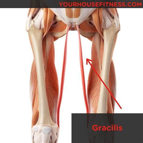 Muscle Breakdown: Gracilis | Your House Fitness