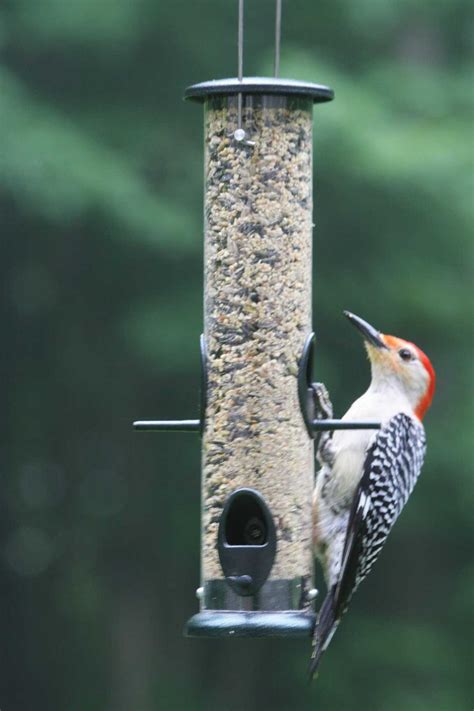 Birds Choice Low Cost Large Tube Bird Feeder & Reviews - Wayfair Canada