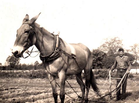 plowing with the mule https://scfamilymemories.wordpress.com/2011/06/19 ...