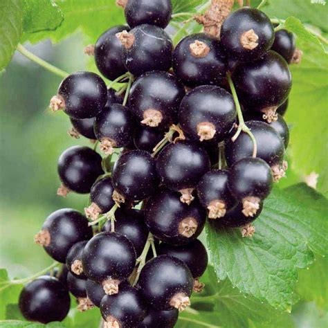 Ben Lomond Blackcurrant Bush | Blackcurrant Plants For Sale