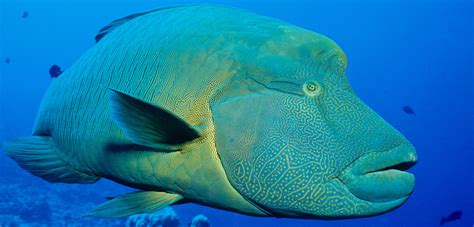 Hong Kong’s Napoleon Wrasse Complex | Hakai Magazine