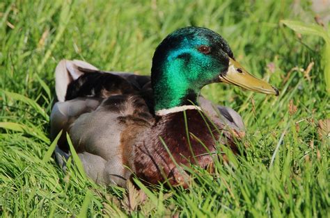 Duck Male Drake - Free photo on Pixabay