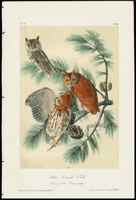 Audubon Birds America Little Screech Owl Jersey Pine from Great Value Antique Audubon Birds Prints