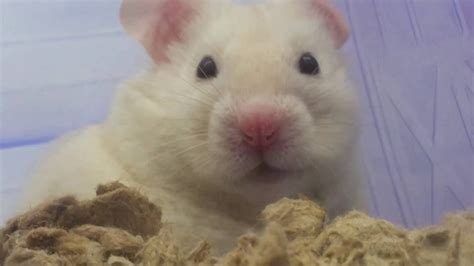 Looking for hamsters at Petco - YouTube