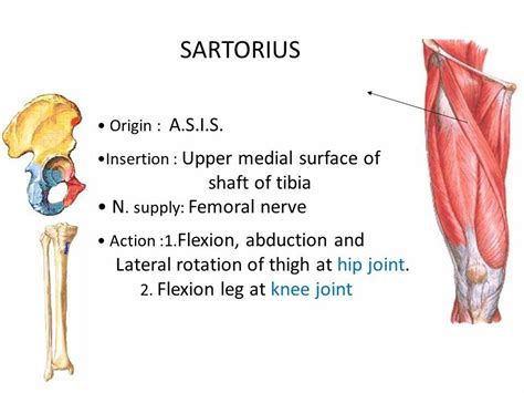 縫匠肌(Sartorius muscle) | 職能治療陪你居家復健