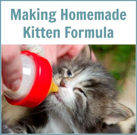 Newborn Kitten Formula Recipe | Dandk Organizer