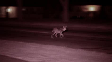 Meet the Coywolf | The Original Coyote and its Chicagoland habitat | Nature | PBS