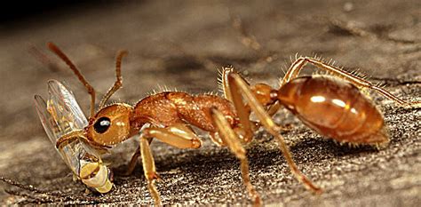 Australian endangered species: Dinosaur Ant