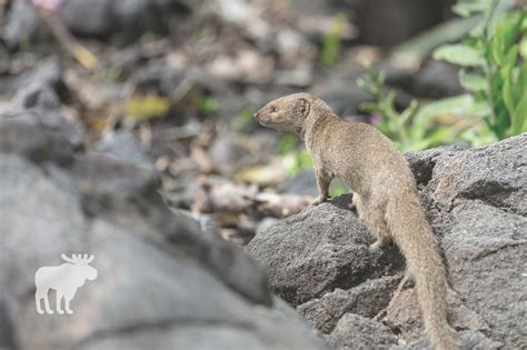 Why Are Mongooses And Snakes Enemies? — Forest Wildlife