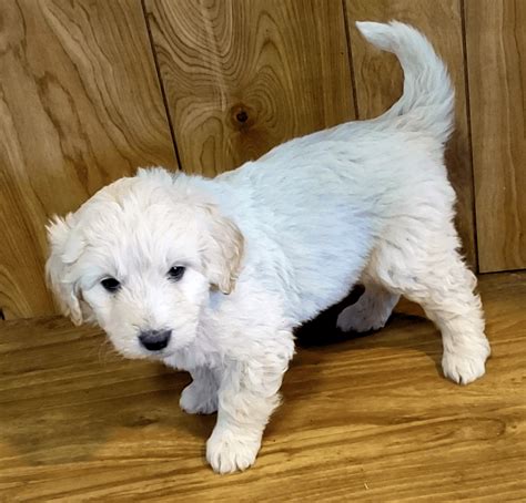 Pyredoodle Puppies For Sale | Towanda, KS #346317