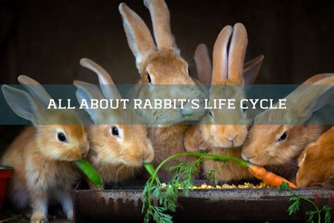 Rabbit Life Cycle Three Stages