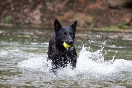 Black German Shepherd Temperament (And Other Facts)