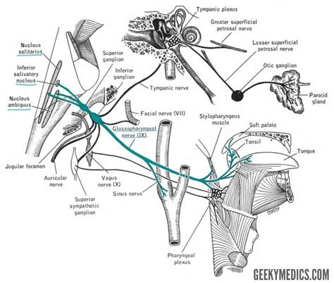 Nerw Glossopharyngeal (CN IX) / nerwy czaszkowe | Hippocrates Guild