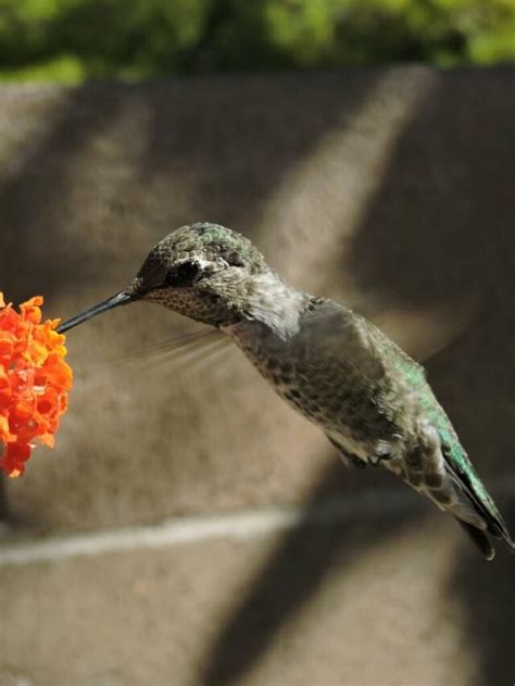 Hummingbird Food Recipe Story - Brown Thumb Mama®