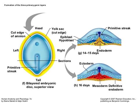 2a embryonic development