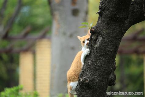 Cat Climbing up the Tree to Enjoy Autumn Colors - 10 Hometowns for Each - takuminasuno.com