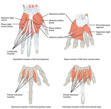 OpenStax CNX | Anatomy and physiology, Upper limb anatomy, Anatomy