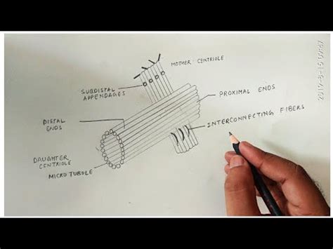 How to draw centriole - YouTube