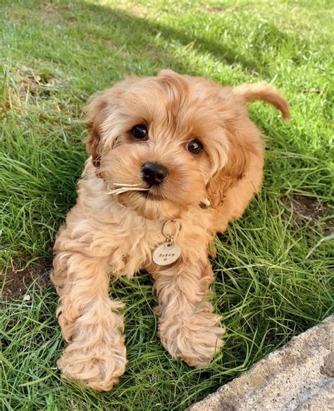 Cavapoo Puppies For Sale | Louisiana, MO #336248 | Petzlover