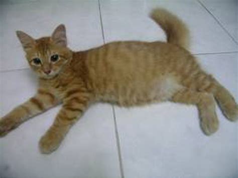 Foto-foto kucing kampung lucu | Kucing gue