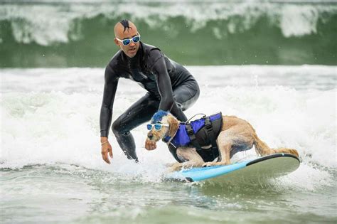 Dog surfing competition in California is fun and an amazing competition ...