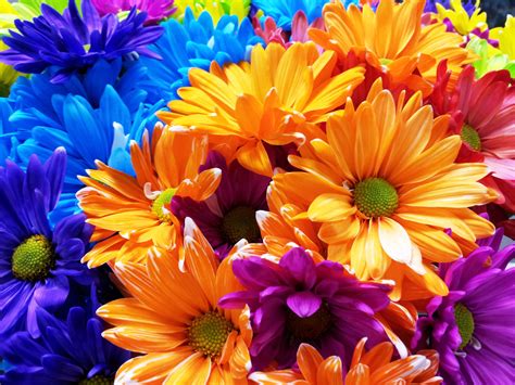 Colorful Daisies - perfect to bright your day, any day! | Flower art, Flowers, Painting subjects